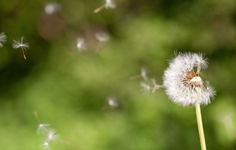 Rinite allergica e asma, counselling del farmacista su sintomi e farmaci: nuovo standard assistenziale in farmacia