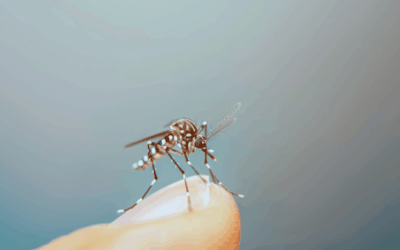 West Nile virus, farmacisti chiamati a riconoscere sintomi sospetti compatibili con infezione